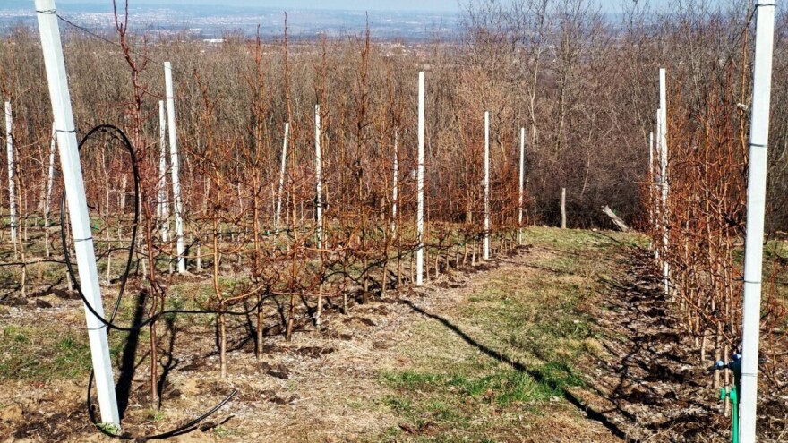 Znate li šta podrazumijeva koncept voćnjaka "nadohvat ruke"?