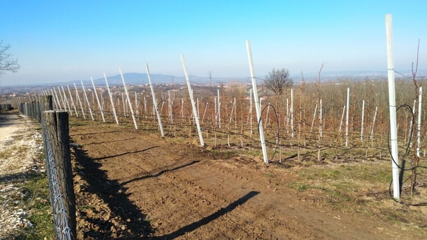 Nenad Magazin: Osetljive voćne vrste saditi u višim predelima, otpornije u ravnici
