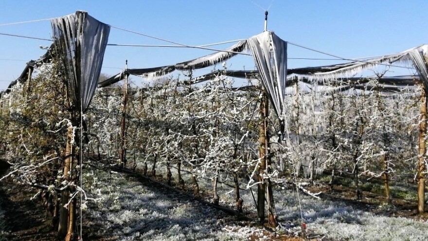 Borba s mrazom nije gotova, voćari uzalud platili osiguranje nasada?
