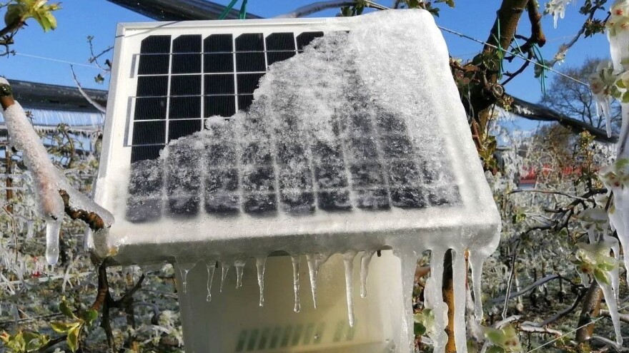 Kako sada zaštititi voćke od mraza?