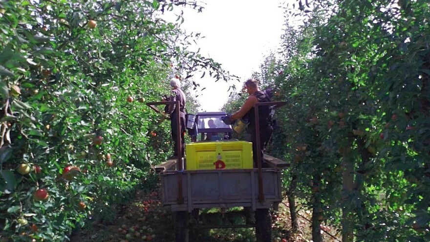Lovac mraza spasio voćnjak Matka Zelića, više od 85% jabuke bilo je prve klase
