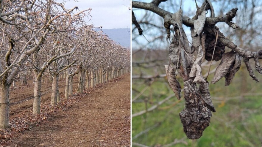 Odstranite sasušene grane i mumificirane plodove iz voćnjaka
