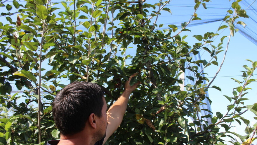 Voćari, najavljene su zimske edukacije u Zagrebu, Osijeku i Opuzenu, evo kada i o čemu