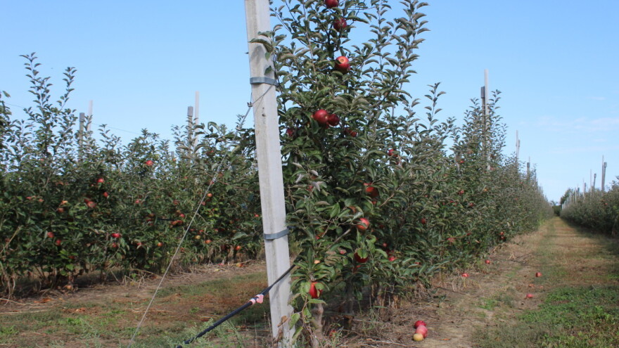 Na sjeveru kad kradu - kradu tone, netko obrao voćnjak