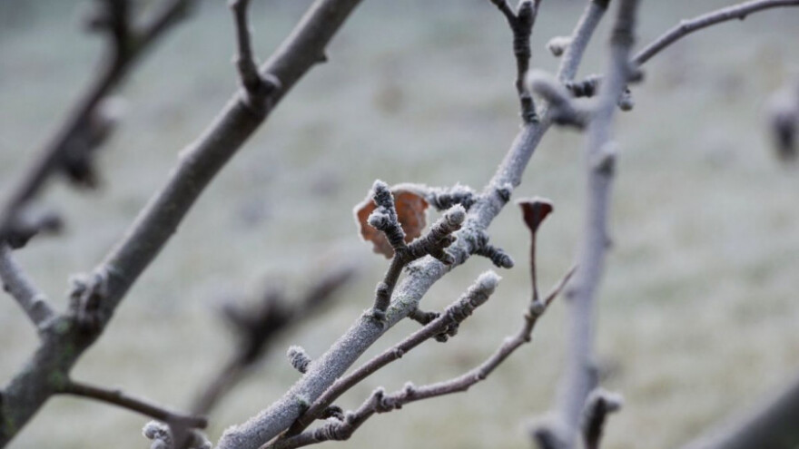 U osječkom Institutu štete u rasadniku voća