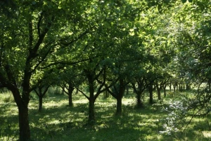 Prodaja državnog zemljišta u općini Jelenje