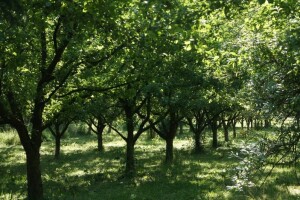 Prodaja državnog zemljišta u općini Jelenje