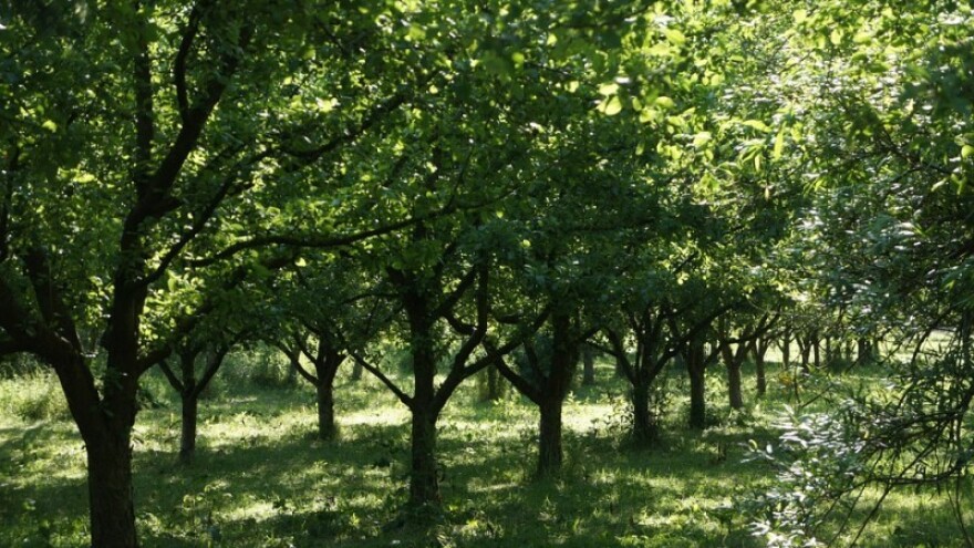 Prodaja državnog zemljišta u općini Jelenje