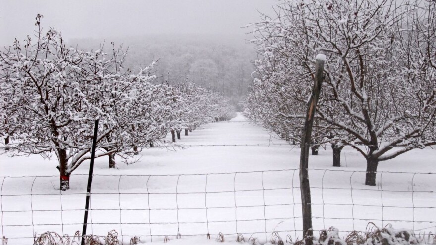 Vremenske prilike brinu voćare, sneg štiti ozime žitarice