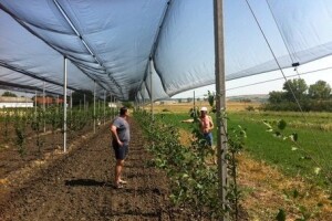 Velika Gorica subvencionira zaštitu voćnjaka!