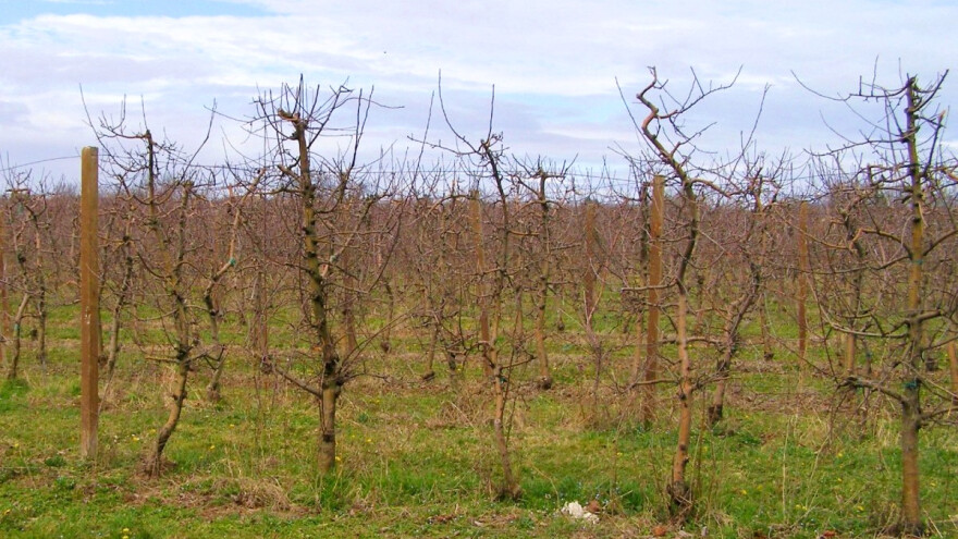 Voćarsku 2020. obilježio mraz, korona, otežan plasman - što učiniti da ova godina bude bolja?