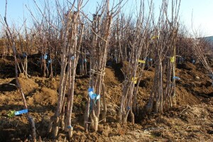 Omogućen izvoz sadnog materijala roda Malus na tržište Evropske unije