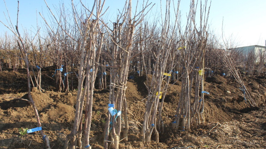 Kvalitetne sadnice - preduslov za uspešnu voćarsku proizvodnju