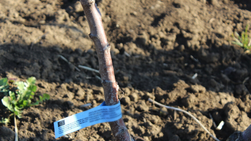 Kako izabrati kvalitetne sadnice voćaka?