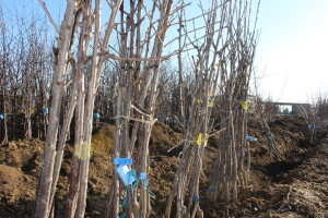 Zabranjen uvoz 34 sadnice badema iz Hrvatske
