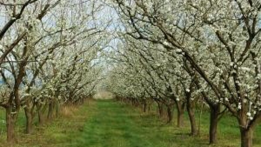 IPARD program - isplate poticaja