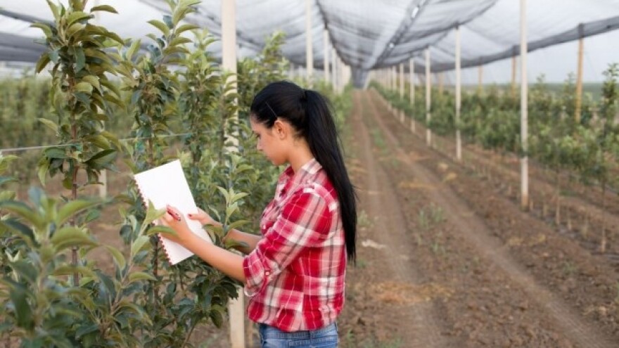 Nad voćnjacima umjesto mreža nadvila se tuga!