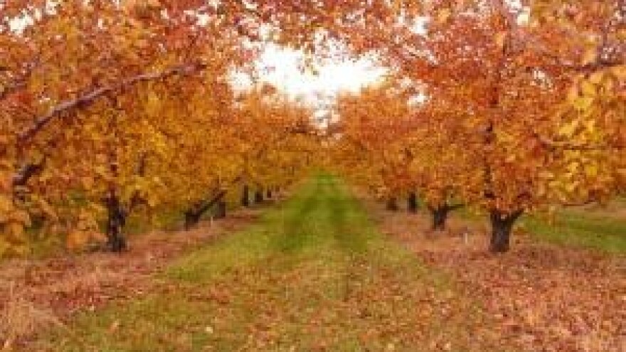 Posljedice ovogodišnje suše vidljive i nagodinu