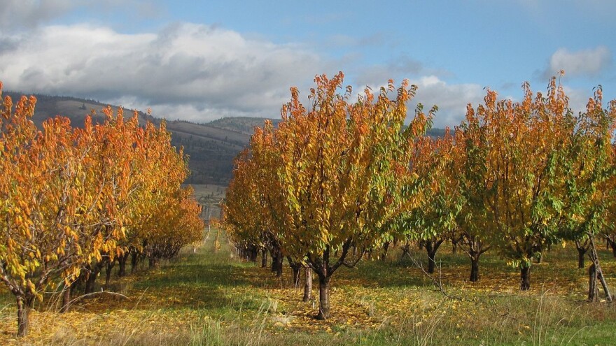 Nega voćnjaka pre prvih mrazeva veoma važna!