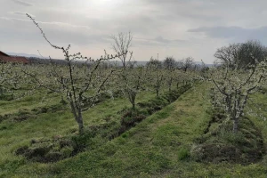 U narednom periodu mraz i suša mogu ugroziti rod i kvalitet voća