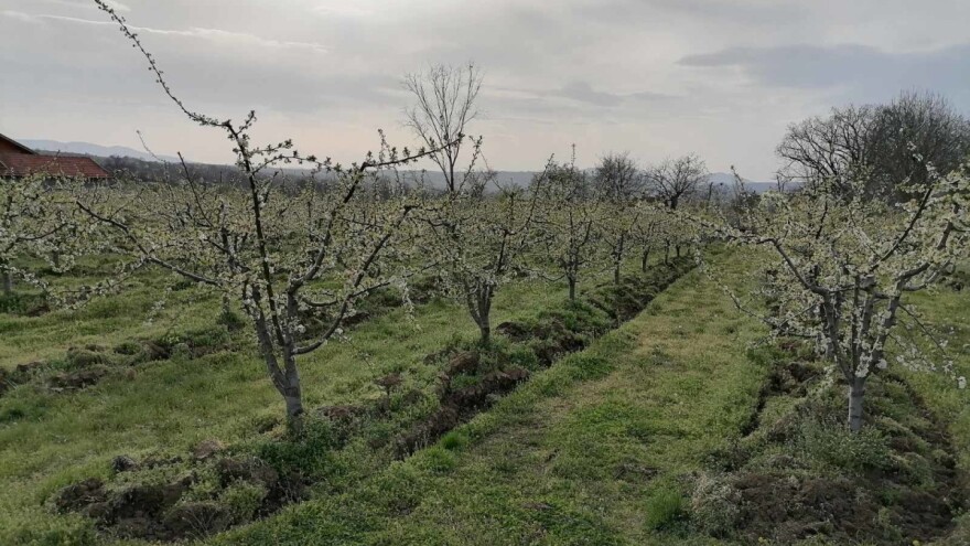 U narednom periodu mraz i suša mogu ugroziti rod i kvalitet voća