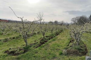Koji su važni faktori izbora terena za podizanje voćnjaka?
