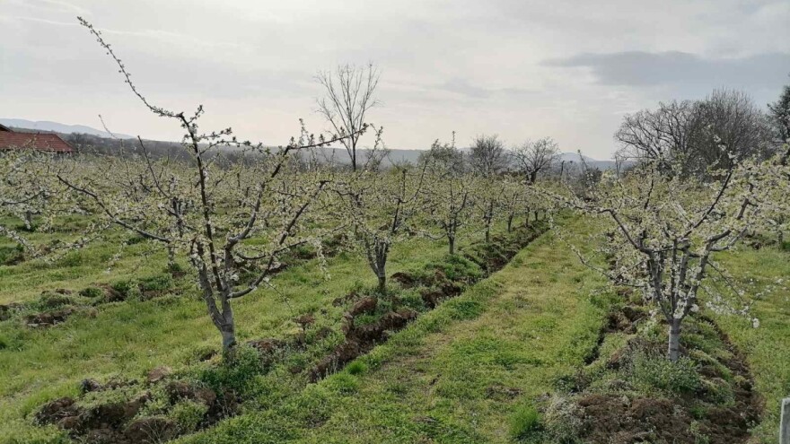 Koji su važni faktori izbora terena za podizanje voćnjaka?