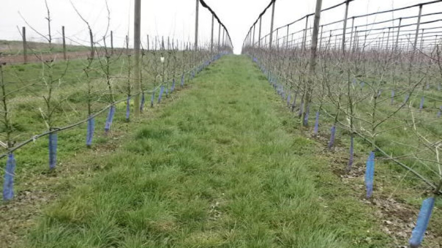 Voćari oprez - preti mraz!