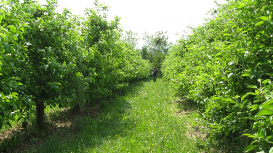 Mapa za gajenje voća