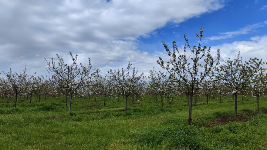 Za vikend toplije, nove padavine stvoriće uslove za bolesti u voćnjaku