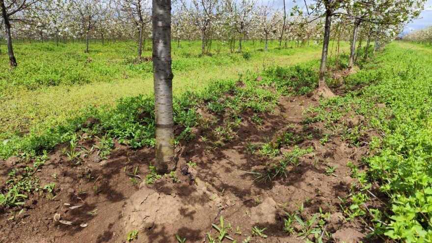 Navodnjavanje voćaka zavisi od dubine korena?