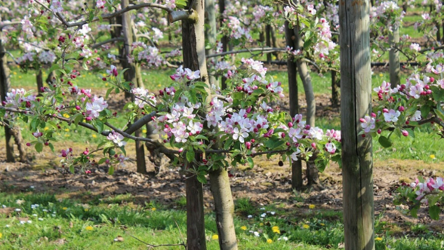 Promenjiivo vreme izaziva razvoj bolesti