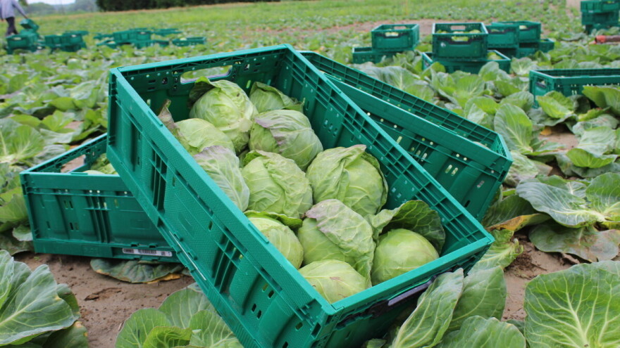 Brinete da će vam kupus biti slab za prodaju? Učinite ovih 5 stvari i mirno čekajte berbu