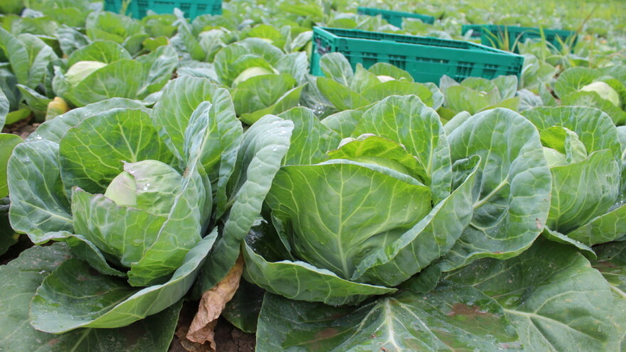 Registrovana crna pegavost kupusa u usevima