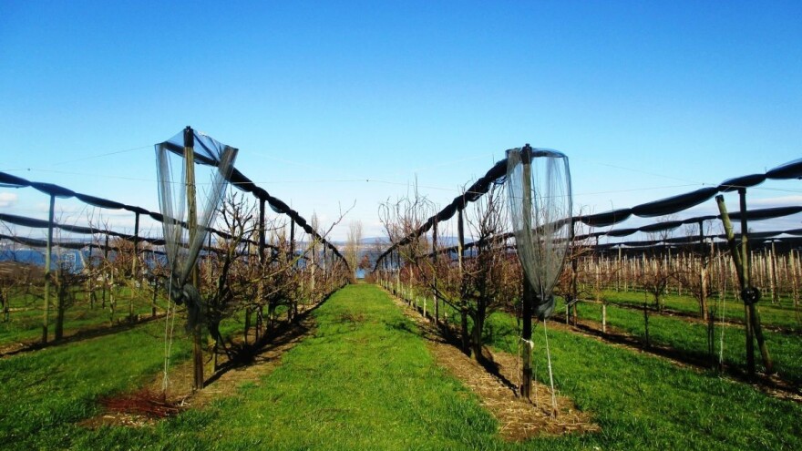 Kako primjenjivati fosforna gnojiva u voćarstvu?