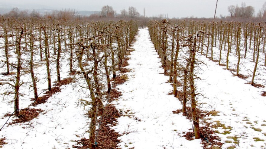 Vremenski uslovi pogoduju voćkama - obratite pažnju na prisustvo zečeva