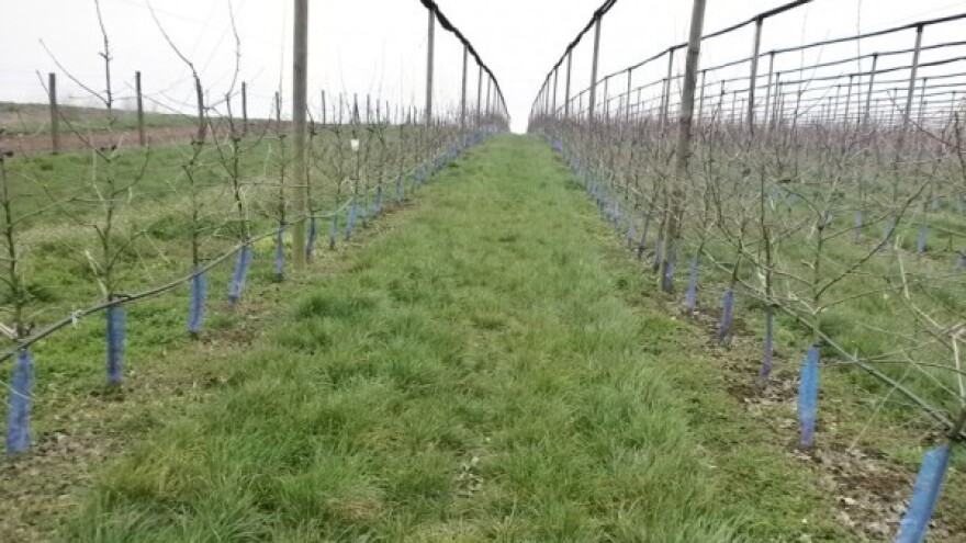 Kako produžiti fazu mirovanja kod voća?