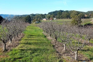 Kako sprečiti posledice preranog kretanja vegetacije voćaka?