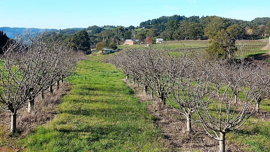 Kako sprečiti posledice preranog kretanja vegetacije voćaka?