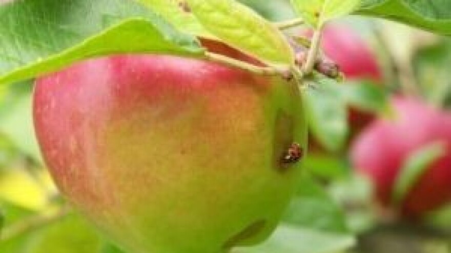 11,22 mil. kn iz IPARD-a Baranjskim voćnjacima