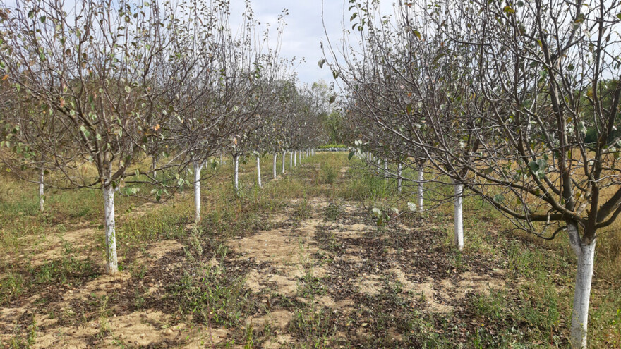 Priprema zemljišta za podizanje zasada voća