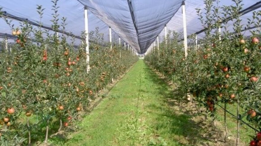 Pred voćarstvom brojni izazovi, ali i mogućnosti