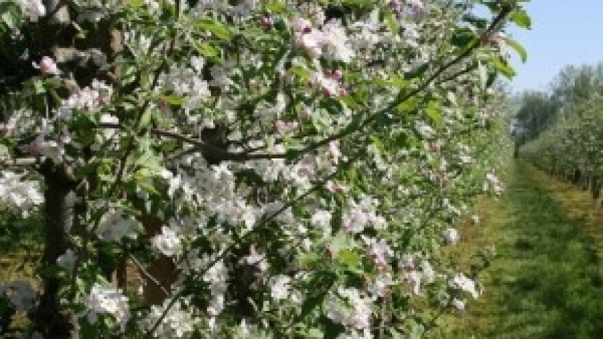 Rezidba korijena voćaka