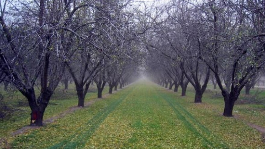 Štetočinje koje prezimljuju na voćkama