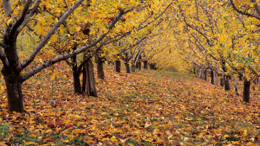 Radovi u voćnjaku nakon berbe