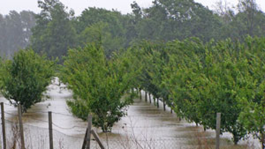 Obilne padaline guše trajne nasade
