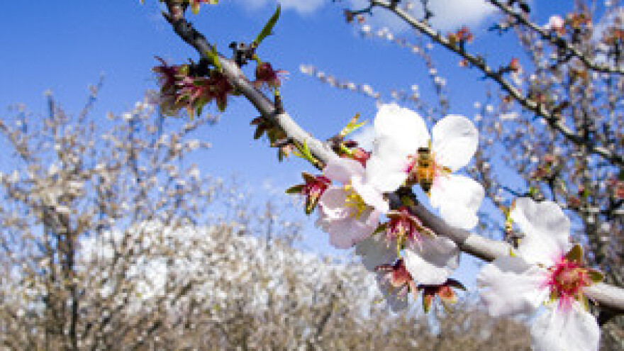 Zaštita u voćnjaku