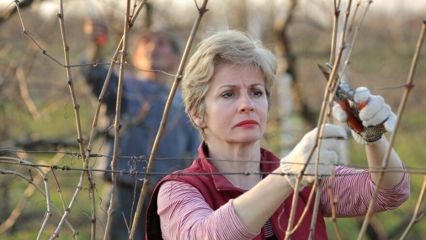 Kako pravilno orezati voćku?