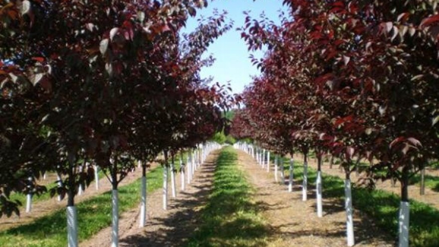 Novi višegodišnji nasadi u Bjelovarsko-bilogorskoj županiji