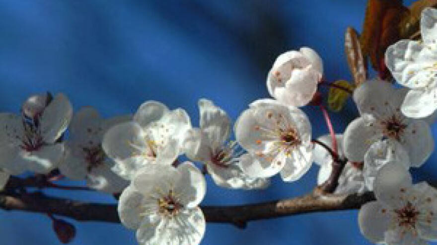 Zbog hladnoće i mraza ogromne štete u voćnjacima